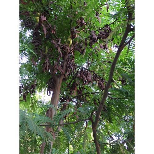 50 gram hạt giống bồ kết