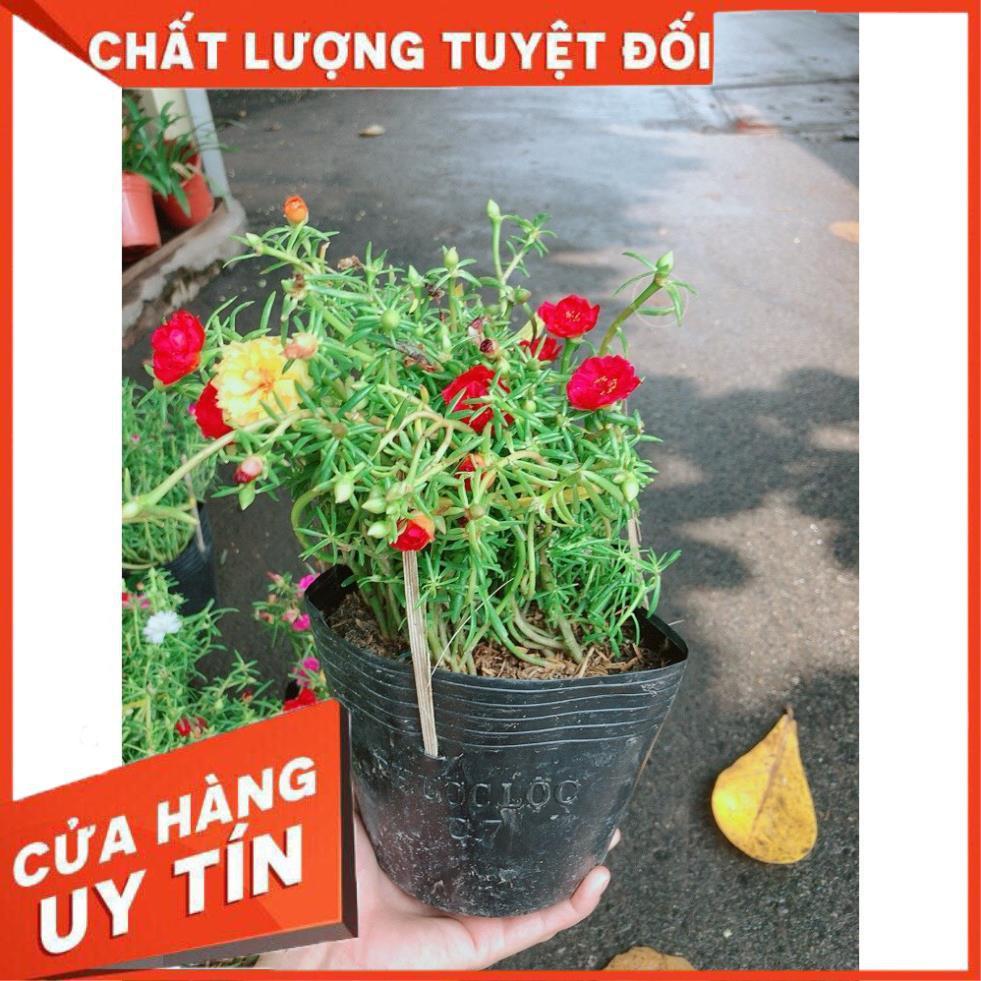 Hoa Mười Giờ Đẹp