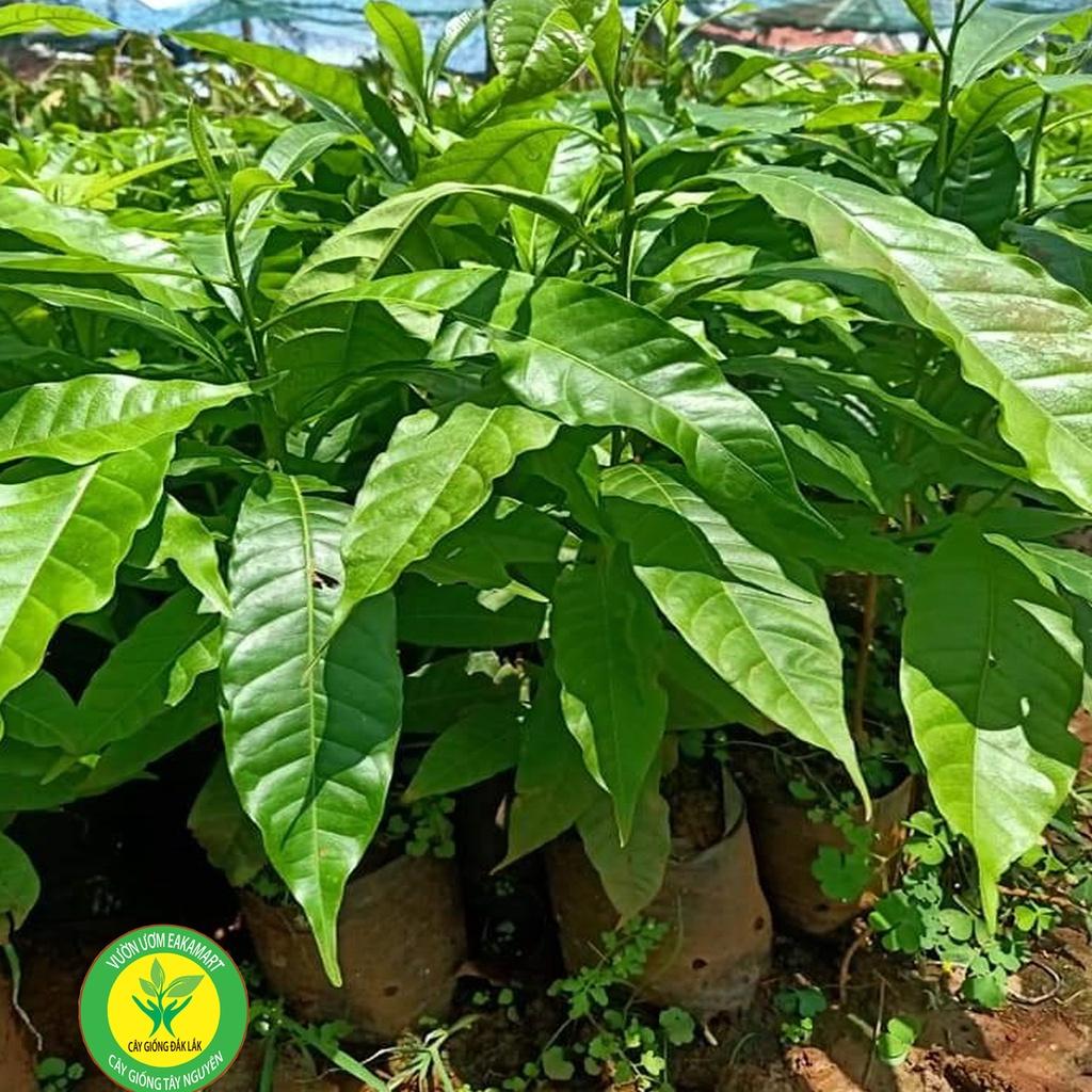 Cây cà phê vối TR4