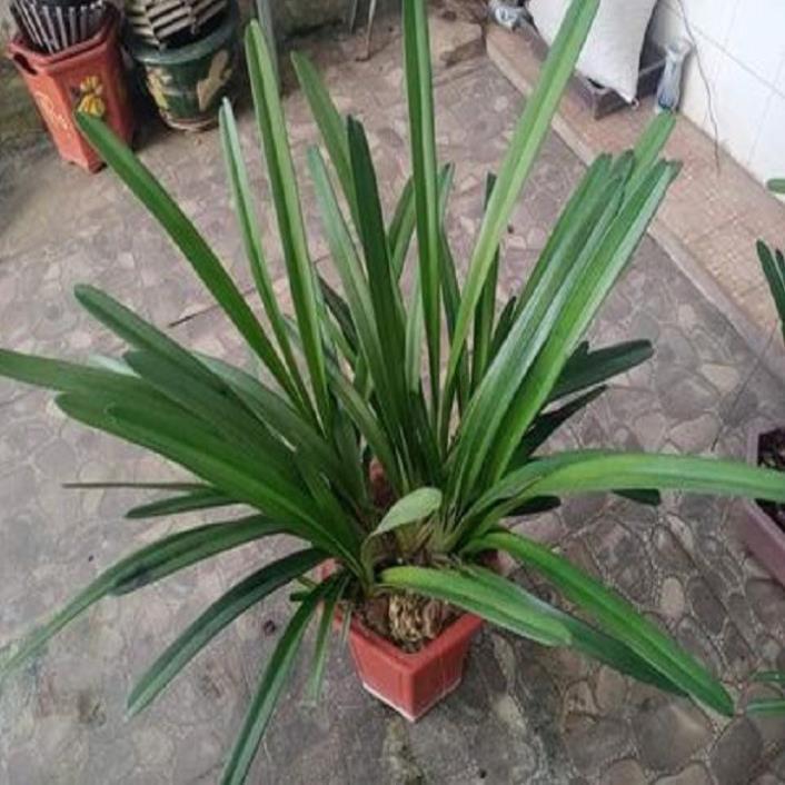 Hoa phong lan kiếm 2 màu