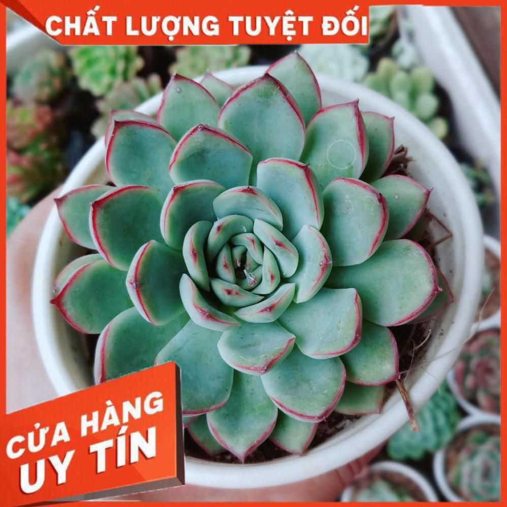 Combo 2 cây sen đá Nhiều Người Mua