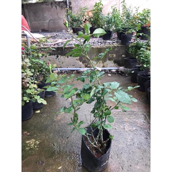 Hoa hồng cổ Tàu đỏ cam  - hoa to, siêng hoa