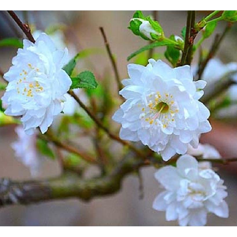 Hạt giống hoa mai trung quốc hoa màu trắng