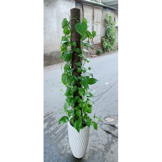 Chậu Trầu Bà Leo