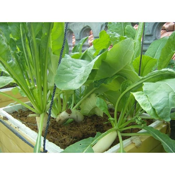 Gói 50g Hạt giống rau củ cải muối dưa F1 cao sản truyền thống Hà Nội - Anh nông dân chính hiệu