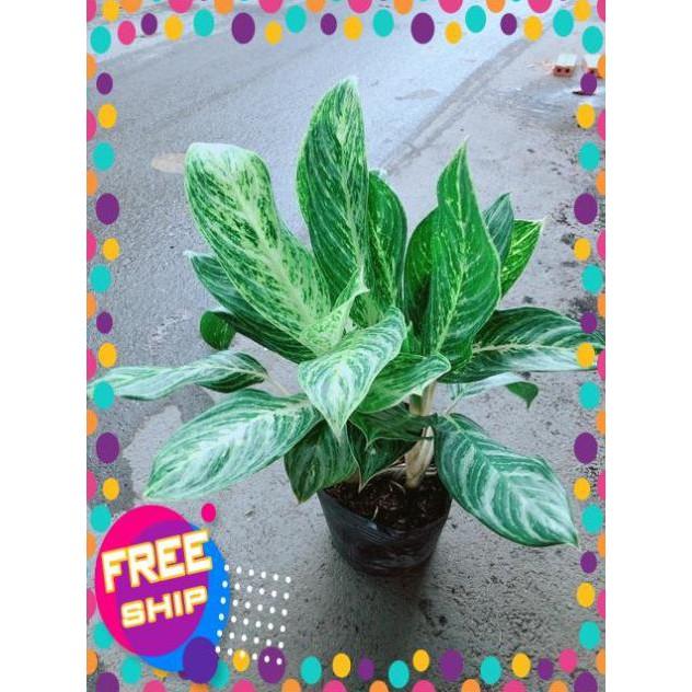 Cây Huy Hoàng Size Lớn