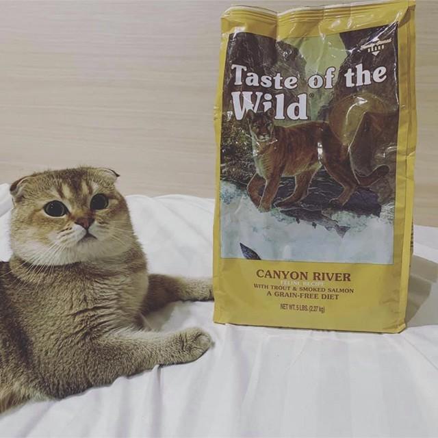 Thức Ăn Cho Mèo Anh Lông Ngắn Taste Of The Wild Canyon River Bao 500g - Cá Hồi, Rau Củ Quả, Trái Cây