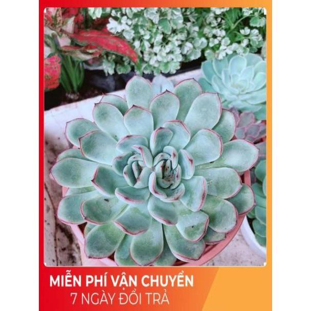 Sen đá viền hồng size đại