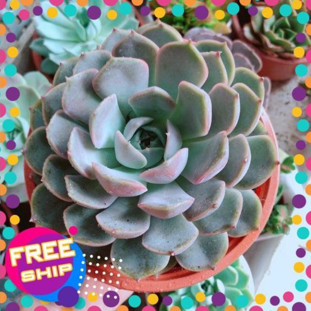 Sen đá tím cánh cứng size đại