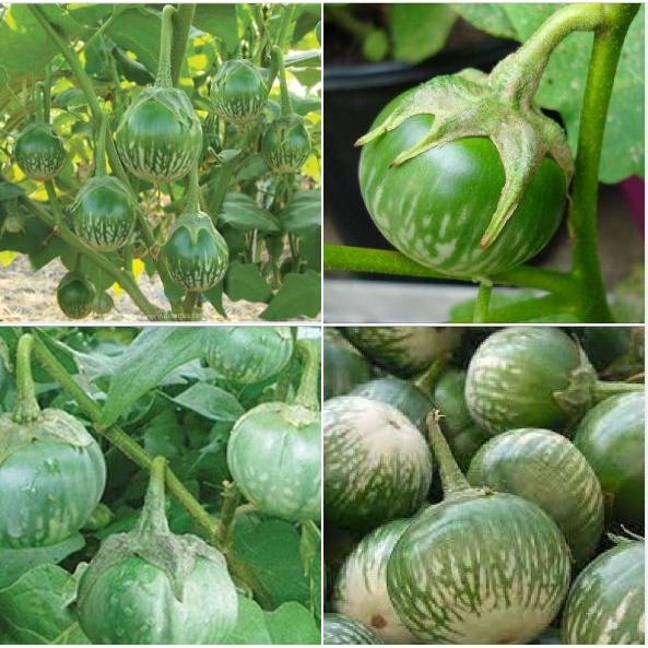 Hạt giống Cà bát ta da ếch - 1 gói 2gram