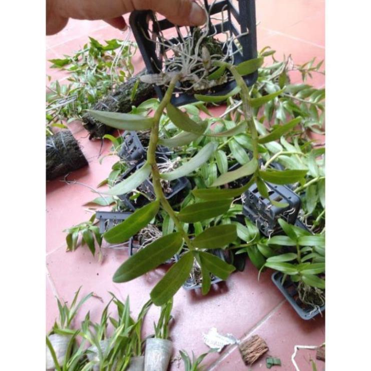 Hoa phong lan phi điệp trắng gieo hạt