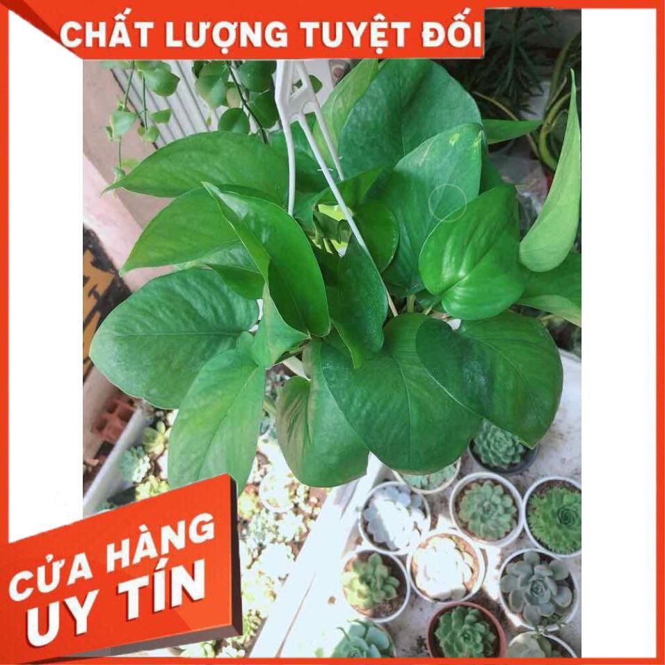 Chậu trầu bà thái Nhiều Người Mua