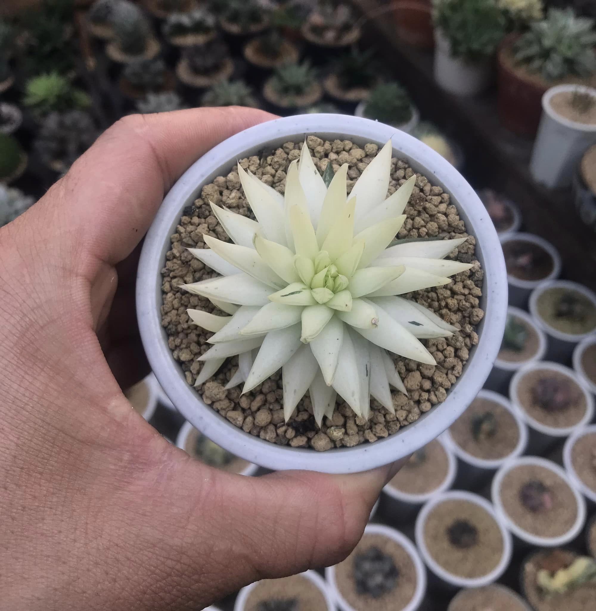 1kg Đất nung Akadama Ryusen size S - giá thể cho sen đá, xương rồng, bonsai, thủy canh