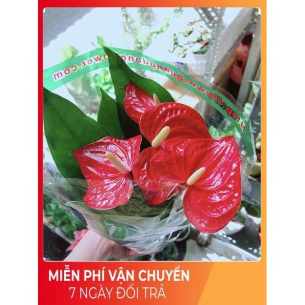 Cây Hồng Môn