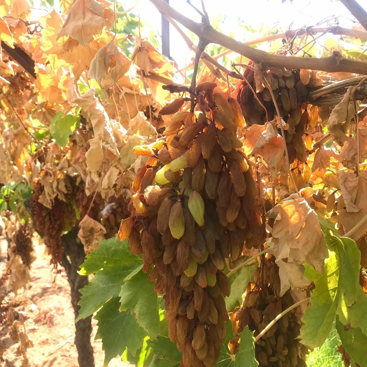 Nho khô nguyên cành THOMPSON Úc Dried Grapes Adora st Food (mẫu Quà Tết 1kg/hộp) ngon, bổ dưỡng, giàu vitamin, khoáng chất tự nhiên-QuaTangMe Extaste