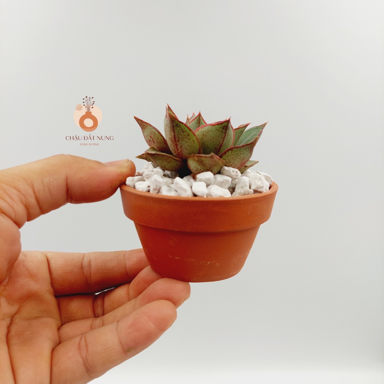 Chậu đất nung, chậu sen đá, xương rồng - Ly gờ 74, miệng chậu 7cm, chiều cao 4cm