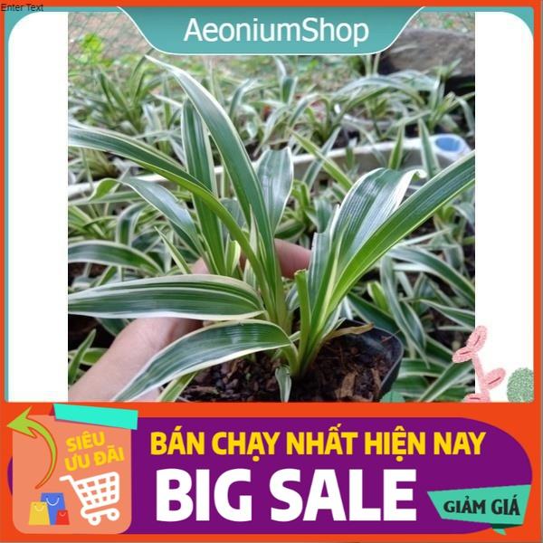 Cỏ lan chi để bàn thanh lọc không khí size mini