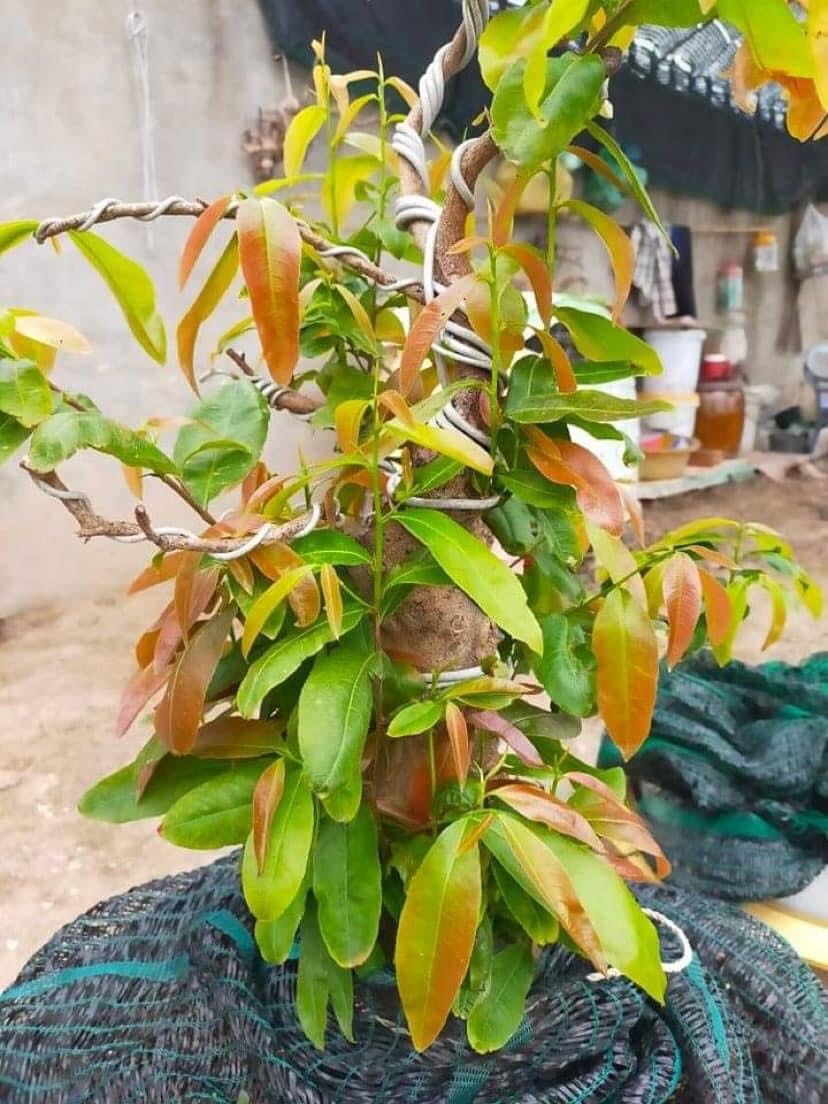 PHÂN BÓN GIÚP BẬT CHỒI, BUNG ĐỌT, PHỤC HỒI CÂY, SINH TRƯỞNG TỐT - SIÊU BUNG ĐỌT