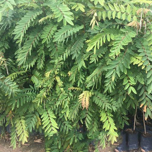 HẠT GIỐNG CÂY MUỒNG ĐEN