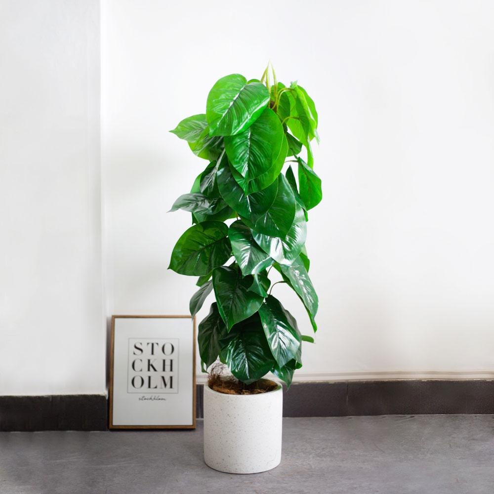 CÂY TRẦU BÀ LEO CỘT