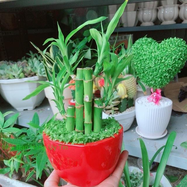 Chậu trúc phát tài