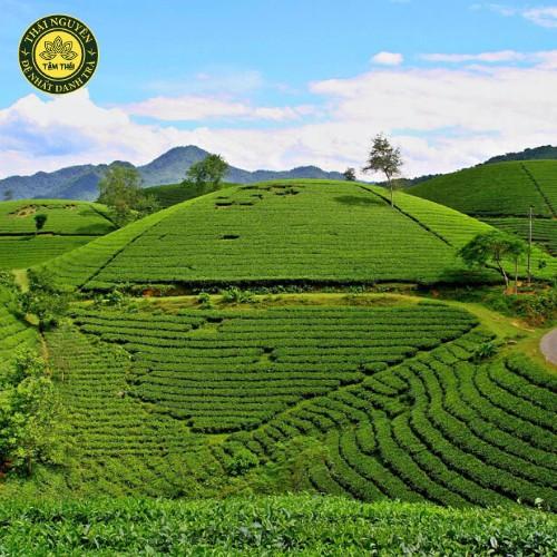 Trà Nõn Tôm Cao Cấp Tân Cương hộp 200g Chè Thái Nguyên Trà Xanh Tâm Thái An Nhiên hộp 200g