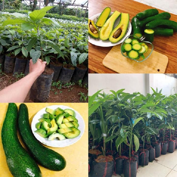CÂY GIỐNG BƠ SÁP XANH SIÊU NGON SIÊU QUẢ- CAM KÊT GIỐNG CHUẨN F1