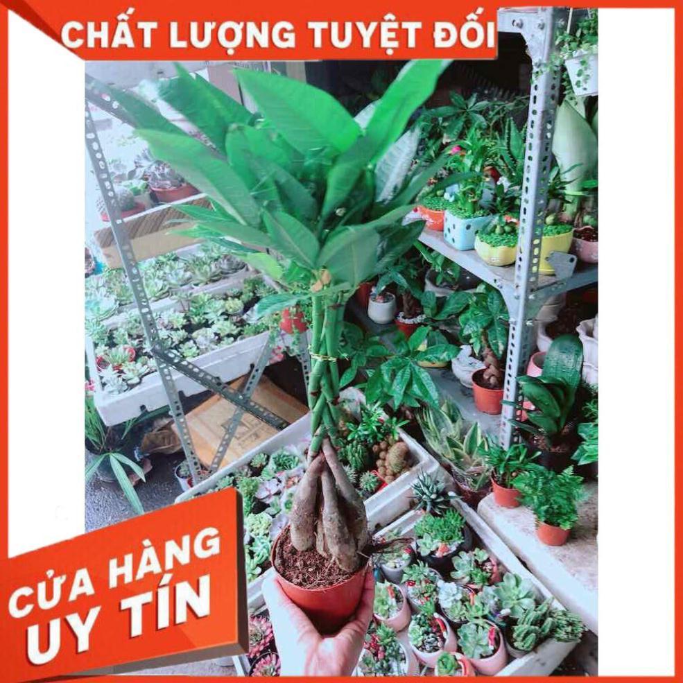 Kim Ngân 5 Thân Nhiều Người Mua