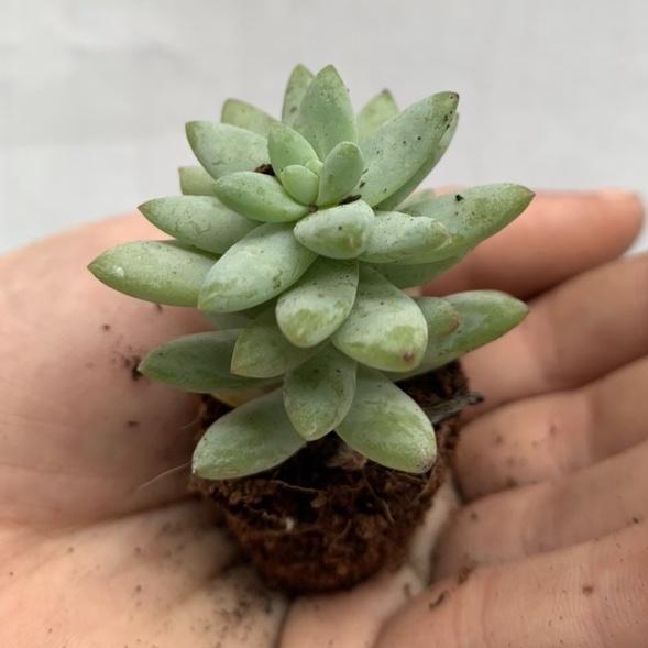 Sen đá mini 4-7cm siêu khỏe đã thuần khí hậu lỗi 1 đổi 1