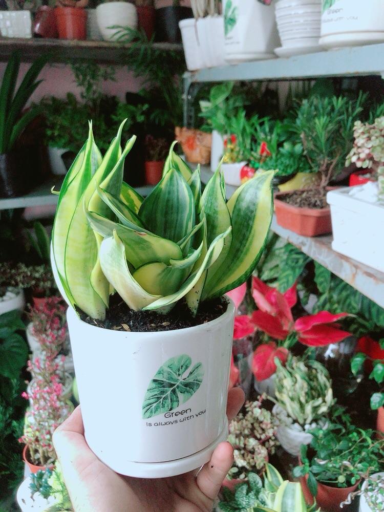 Chậu Cây Lưỡi Hổ Thái Vàng