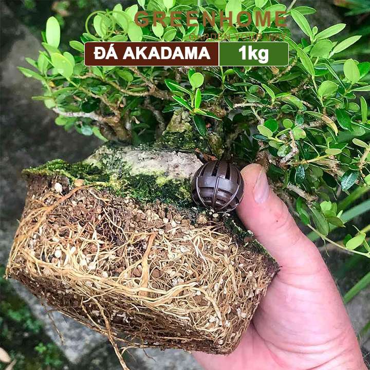 Đá Akadama, bao 1kg, loại siêu cứng, size S, cho thủy sinh, bonsai, sen đá |Greenhome