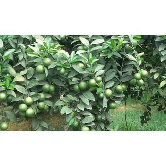 Sản phẩm CÂY CHANH ĐÀO