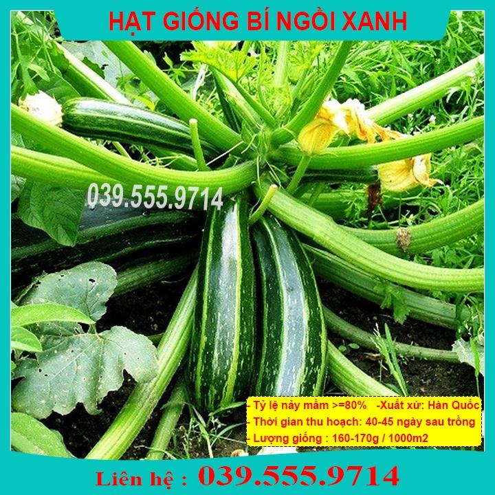 Hạt giống bí ngồi xanh 10 hạt quả to đẹp