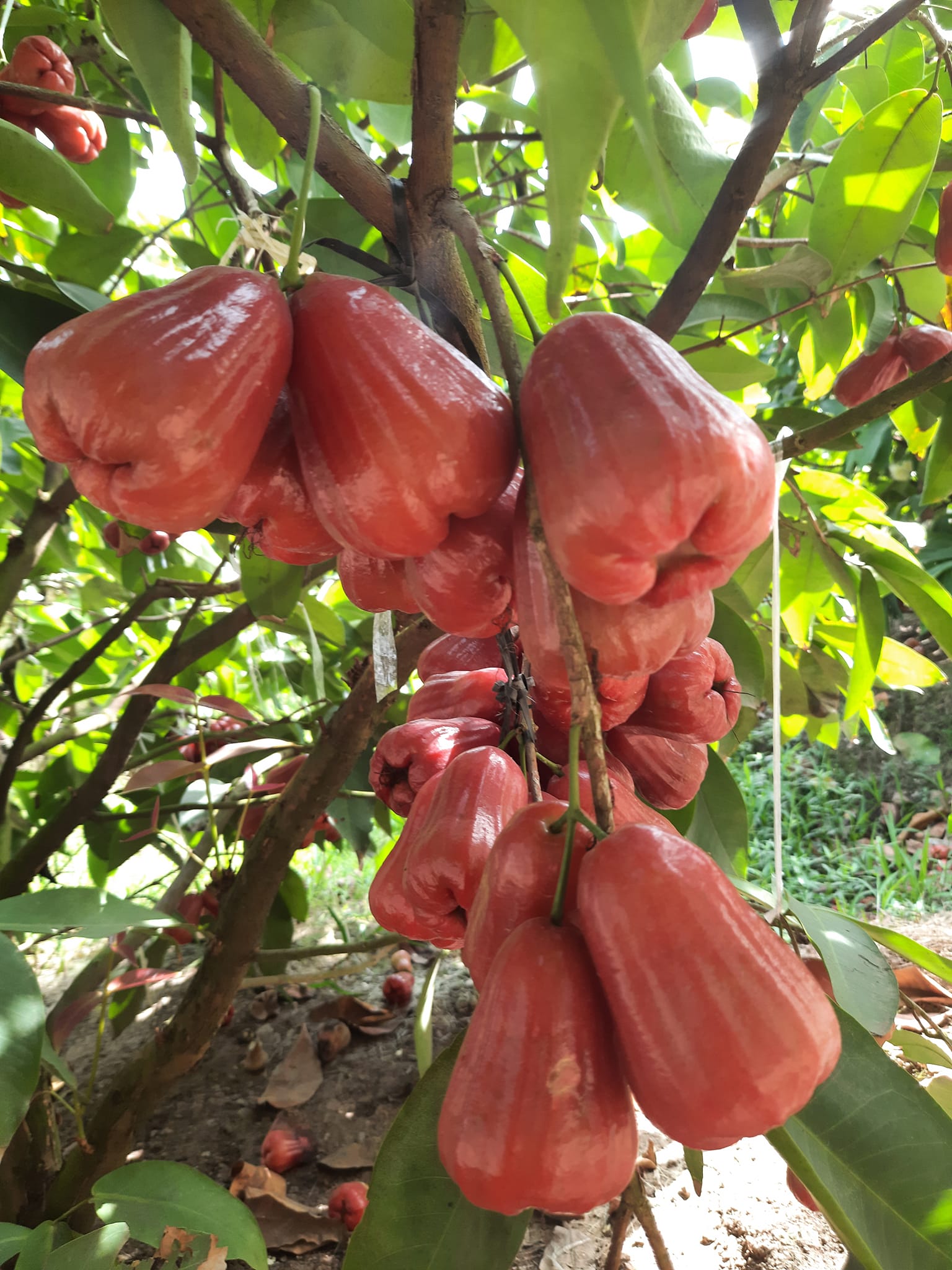 CÂY GIỐNG ROI ĐỎ