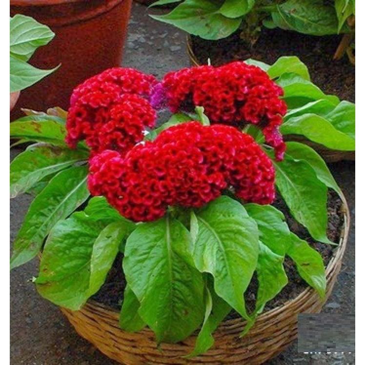 Hạt giống hoa màu gà búa mix màu - gói 100 hạt