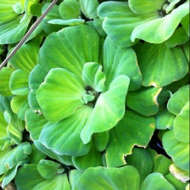 Cây bèo cái thủy sinh -cây size nhỡ