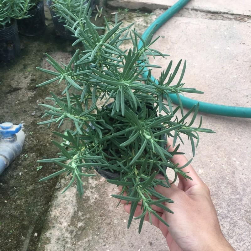 Cây Hương Thảo(Rosemary) Cực Thơm,Làm Gia Vị,Đuổi Muỗi Hiệu Quả (Cây Size Như Hình)