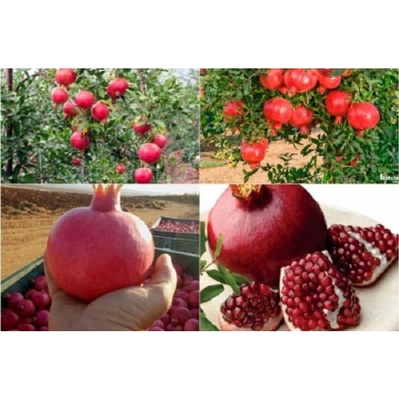 Cây giống Lựu Đỏ Lùn Ấn Độ hang mới về giá rẻ tại vườn