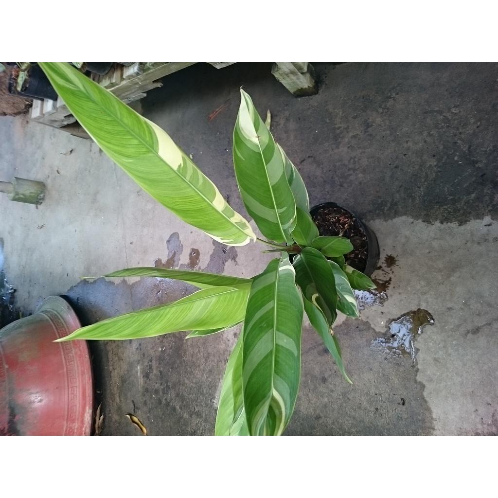 Cây Chuối Thiên Điểu - Chuối Cẩm Thạch (loại siêu bông) - cây cảnh để trong nhà + tặng phân bón cho cây