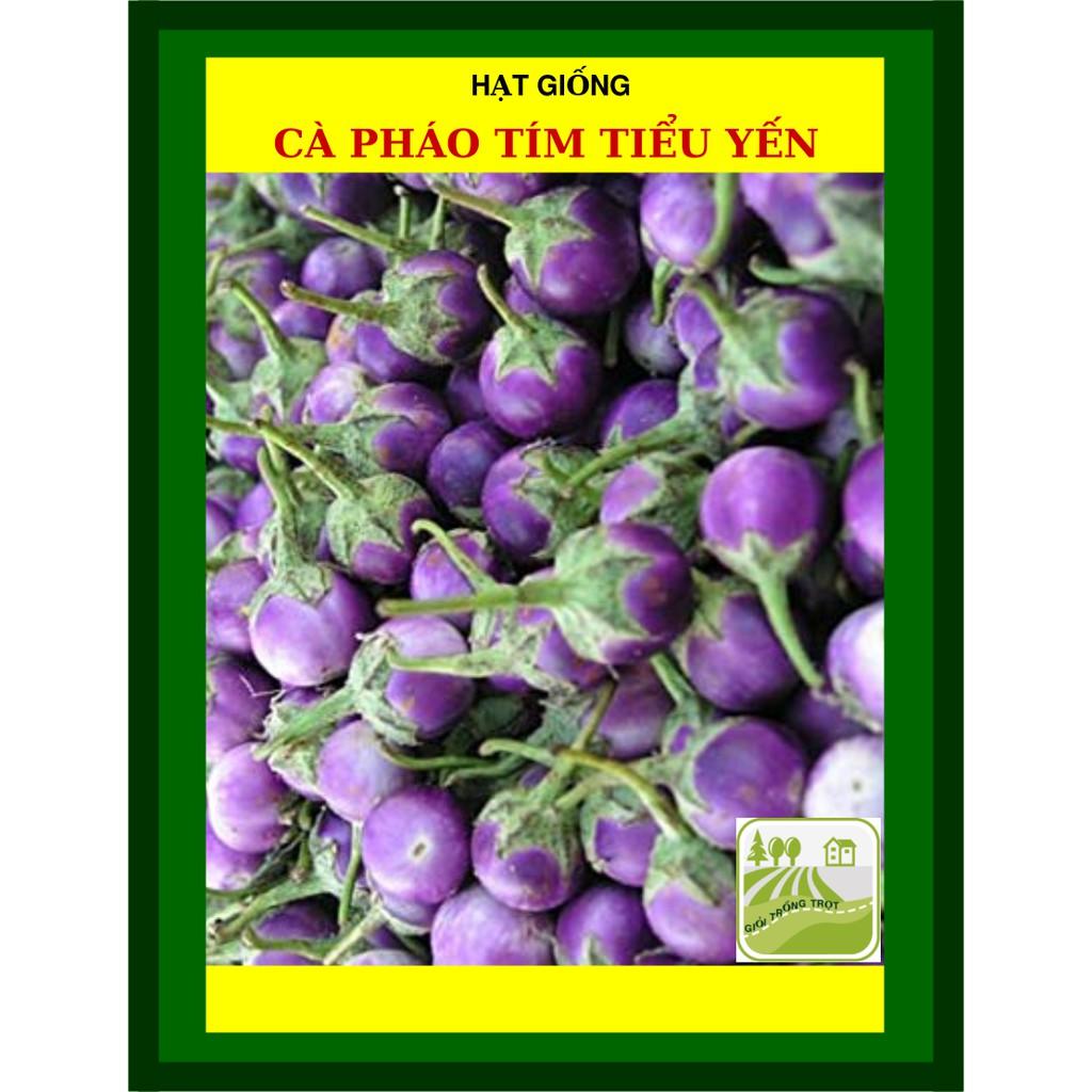 HẠT GIỐNG CÀ PHÁO TÍM PN