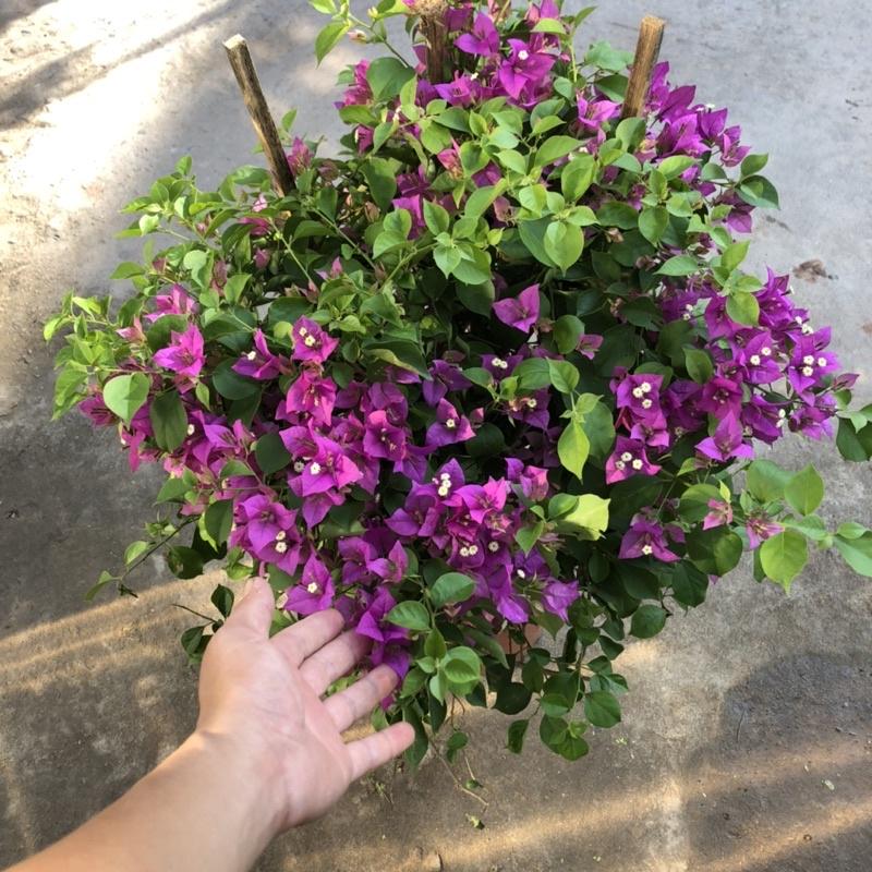 Cây hoa giấy tím huế lá nhỏ đang hoa cao 60 cm
