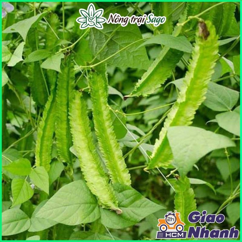 Hạt giống Rau Củ Quả - Dây Leo Trồng Quanh Năm, Sinh Trưởng Khỏe - Nông Trại Sago