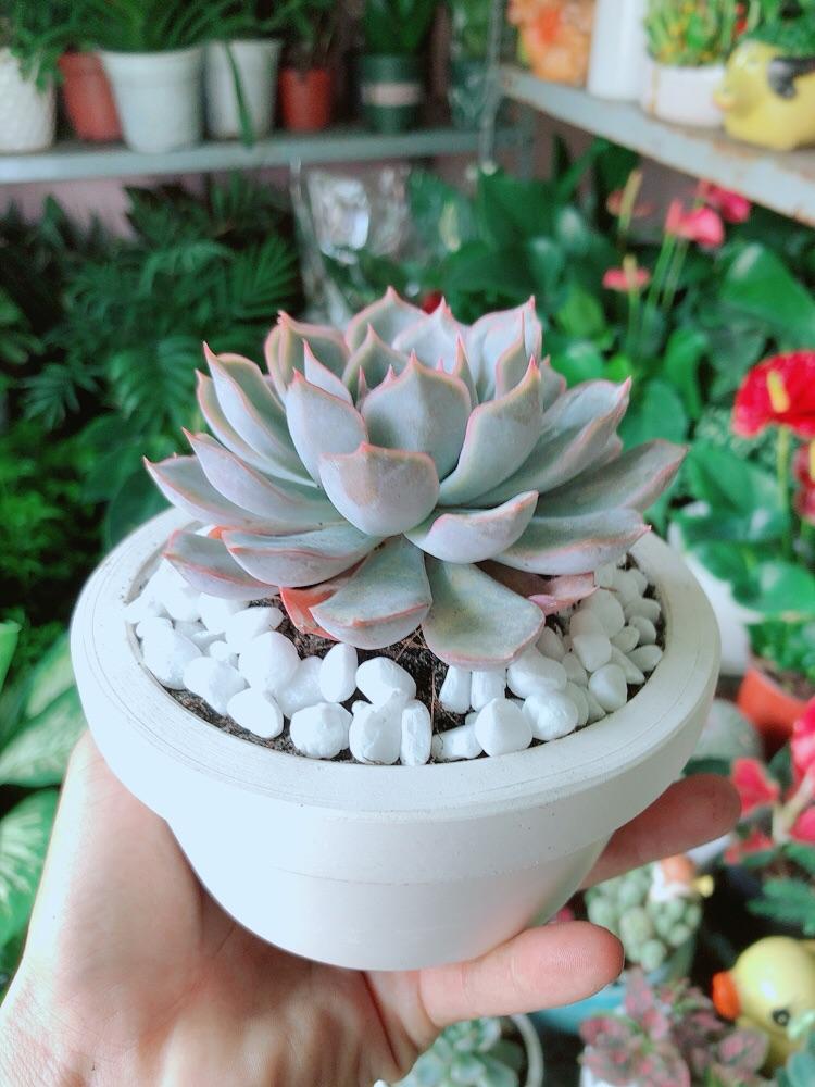 Chậu Sen Đá Tím Cánh Cứng