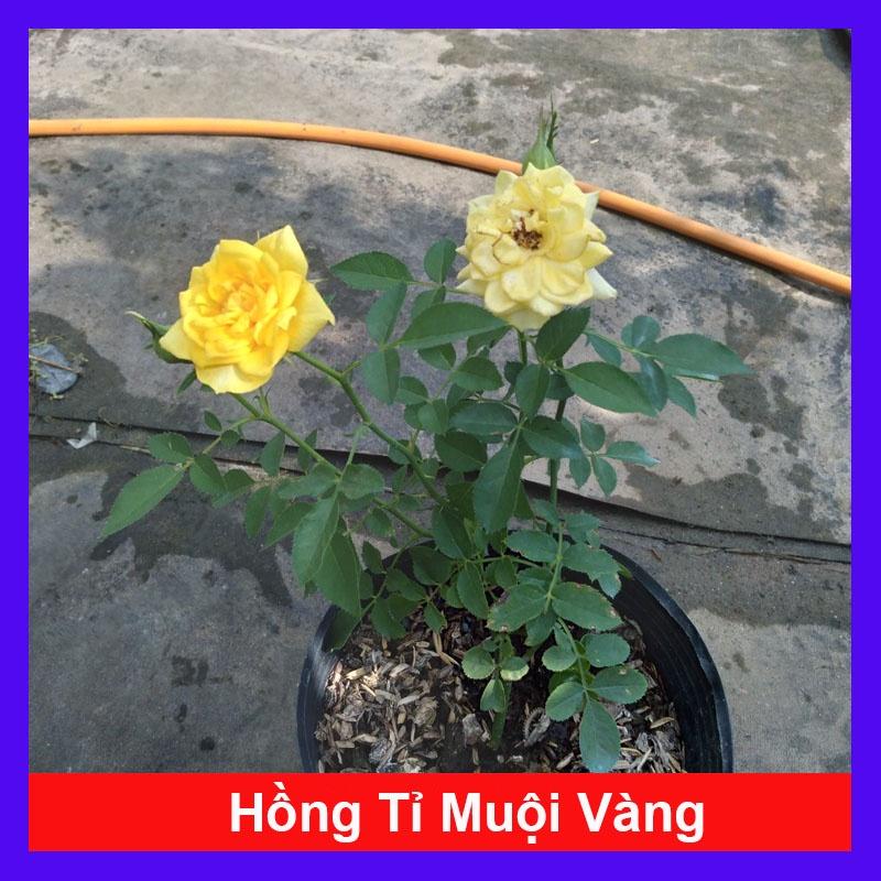 Cây Hoa Hồng Tỉ Muội Vàng - cây cảnh để bàn + tặng phân bón cho cây