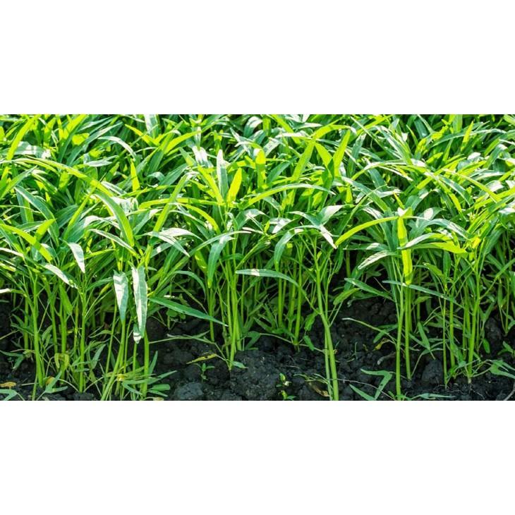 Hạt Giống Rau Muống cao sản