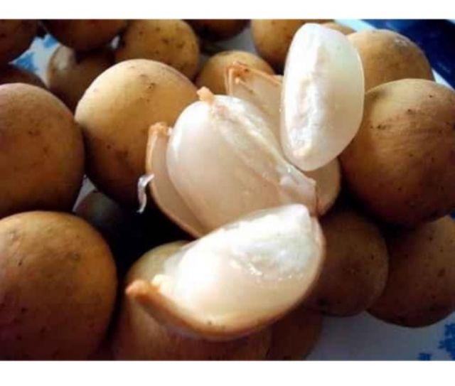 Cây Giống Bòn Bon Thái combo 2 cây