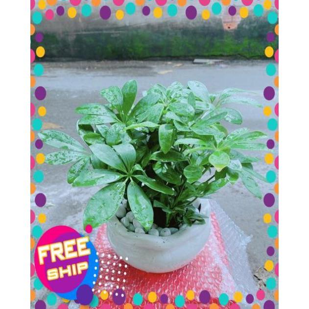 Chậu Cây Ngũ Gia Bì Để Bàn