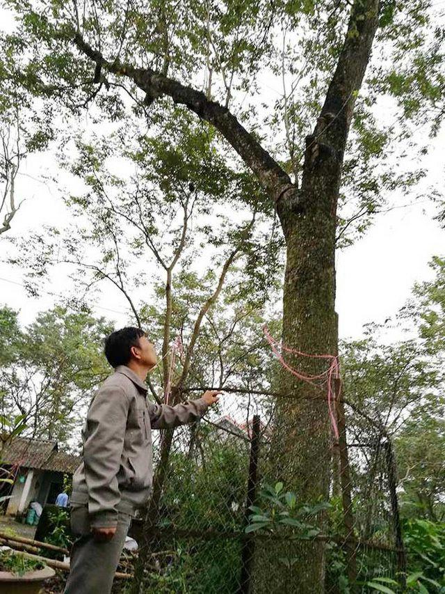 CÂY GIỐNG GỖ SƯA ĐỎ
