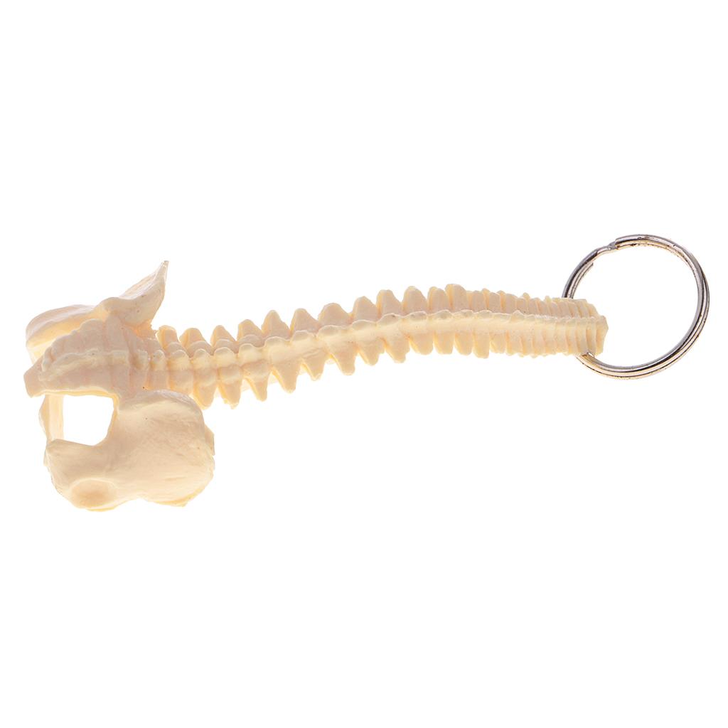 Handcrafted Human Spine Skeleton Model Keychain School Aid Learning Tool