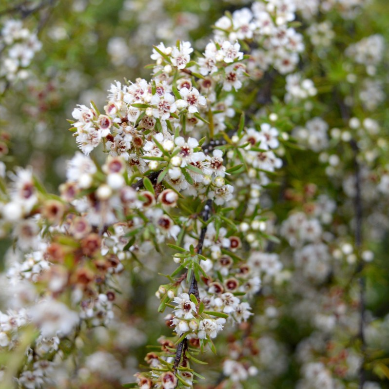 Tinh dầu Trà Trắng (White Tea Essential Oil) nguyên chất từ thiên nhiên, xông phòng, khử mùi, thơm phòng, đuổi muỗi - KingOil